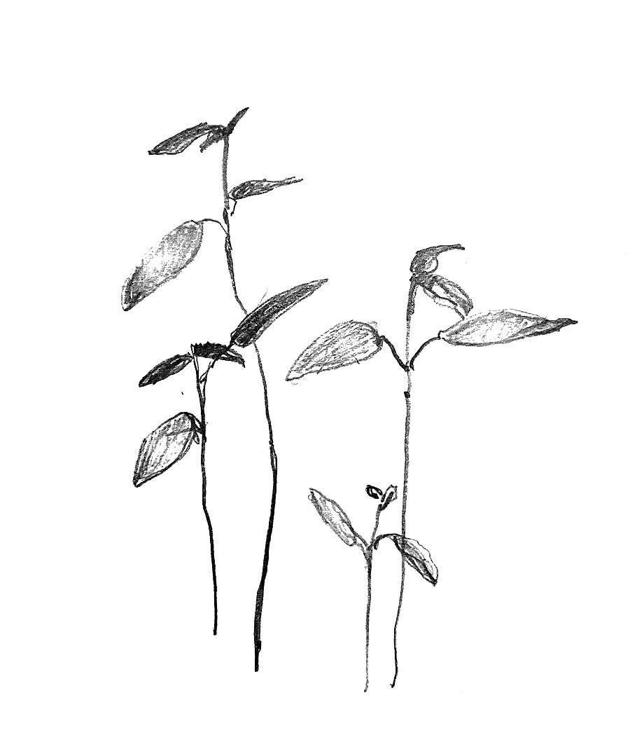 Pencil study of seedlings