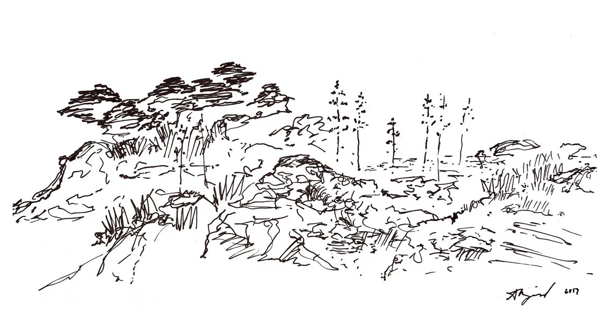 Ink sketch of pines and rocks on the Algarve coast