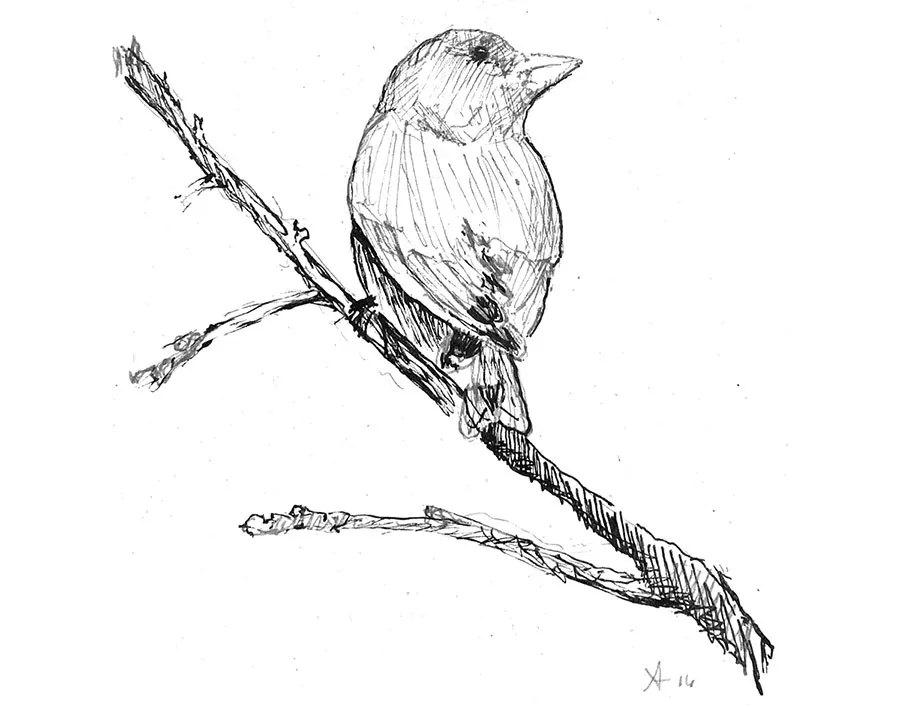 Ink sketch of a small bird on a branch