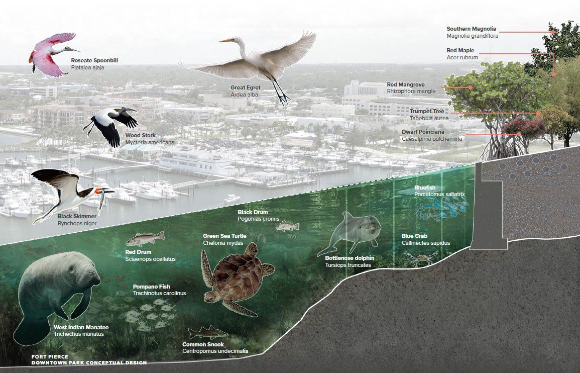 Marine ecology of the park edge